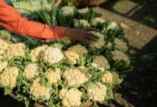 grow your online reach marketing experts