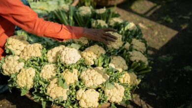 grow your online reach marketing experts